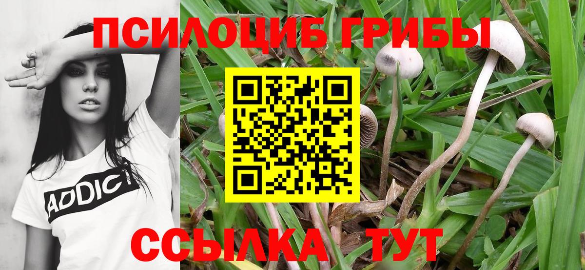 Галлюциногенные грибы прущие грибы Тихорецк